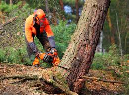 Dandridge, TN Tree Care Services Company