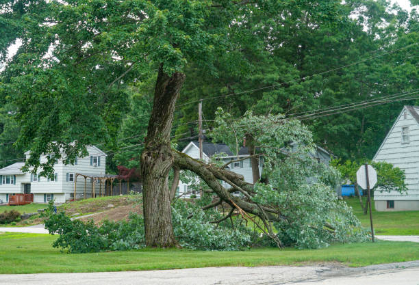 Tree and Shrub Care in Dandridge, TN