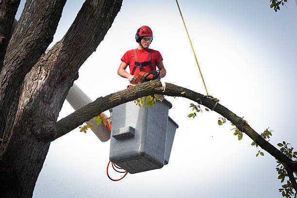 How Our Tree Care Process Works  in  Dandridge, TN